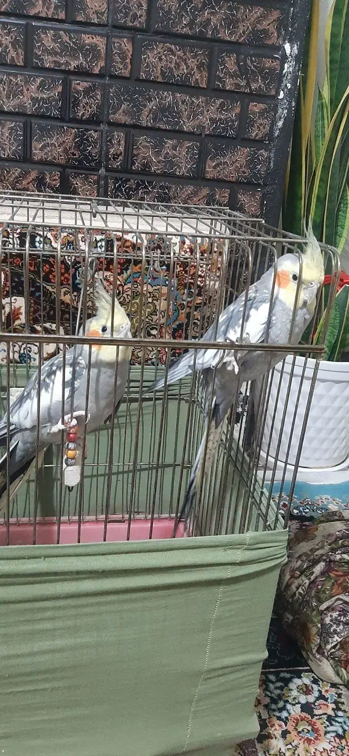 عروس هلندی|پرنده|گلستان (تهران), |دیوار