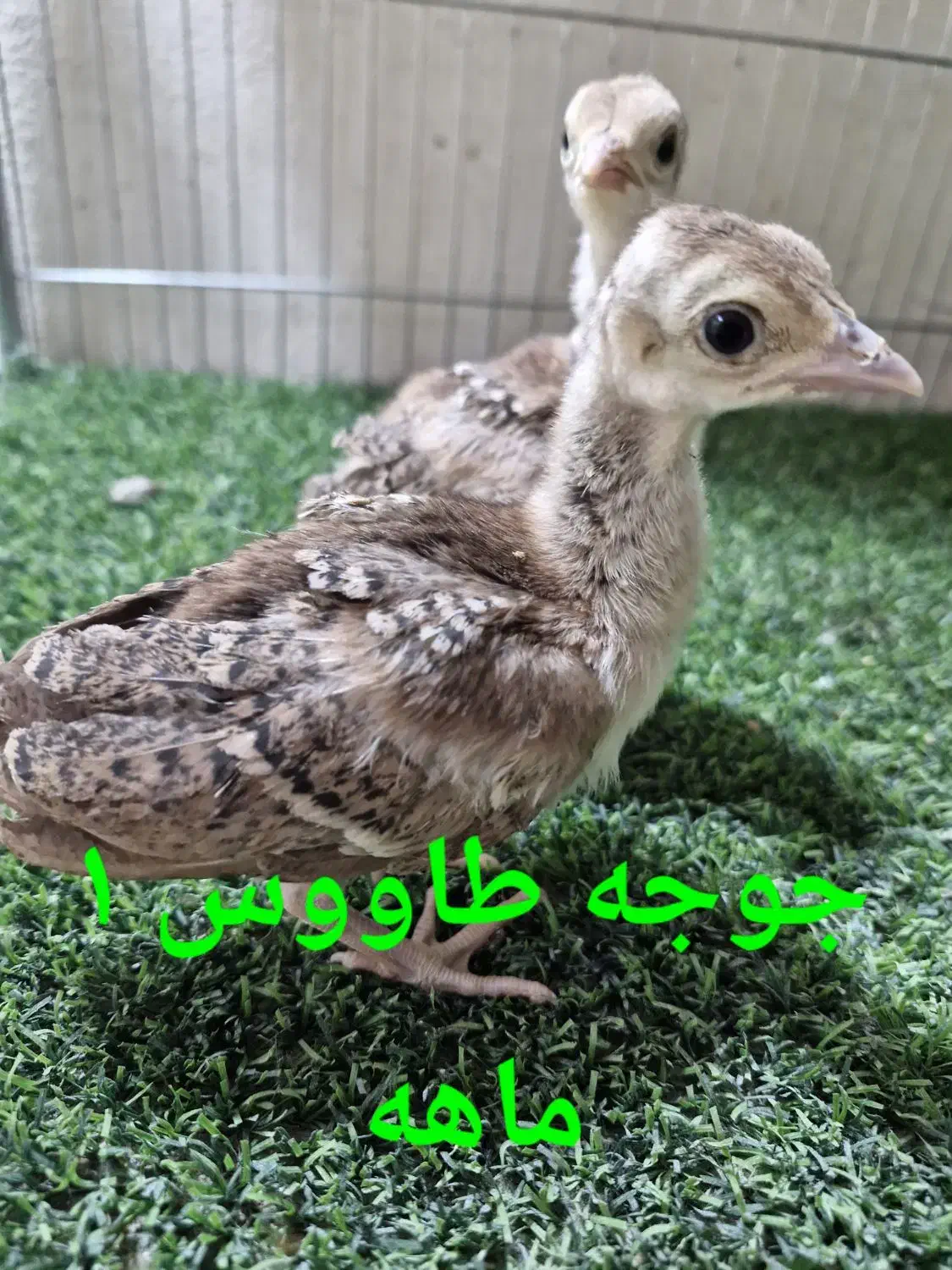 جوجه طاووس مصری ۱ ماهه و ۲ ماهه|حیوانات مزرعه|خمینی‌شهر, |دیوار