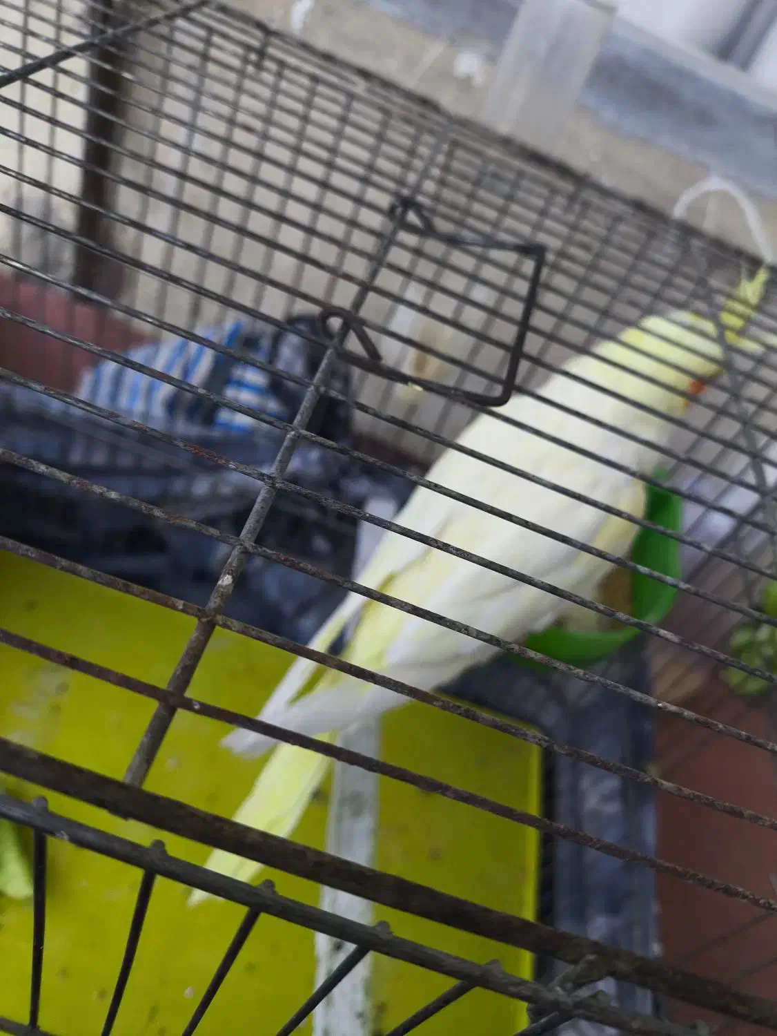 آگهی گمشده|حیوانات|نهاوند, |دیوار