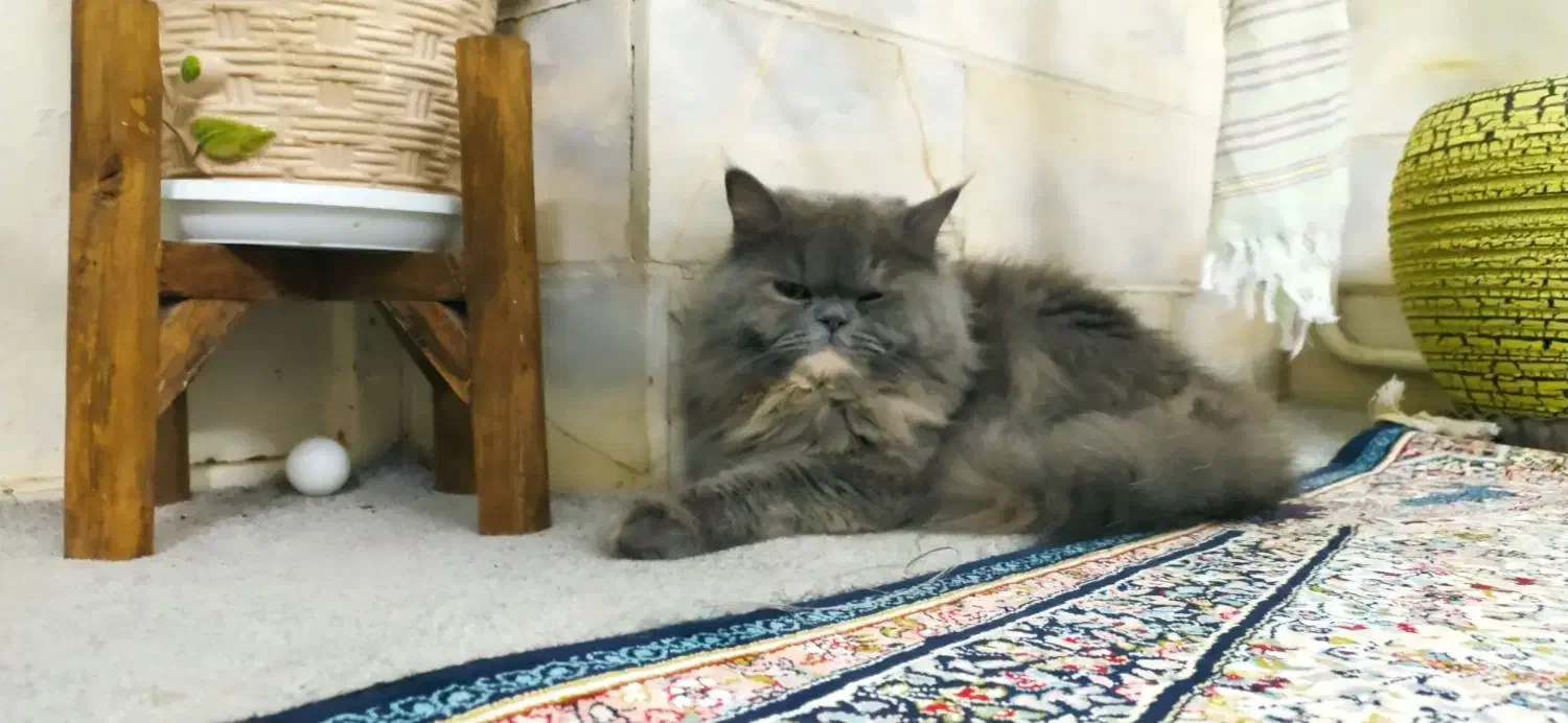 گربه بازیگوش|گربه|اردکان, |دیوار