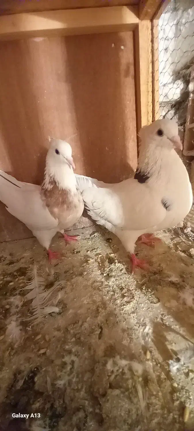 کبوتر|پرنده|ماهدشت, |دیوار