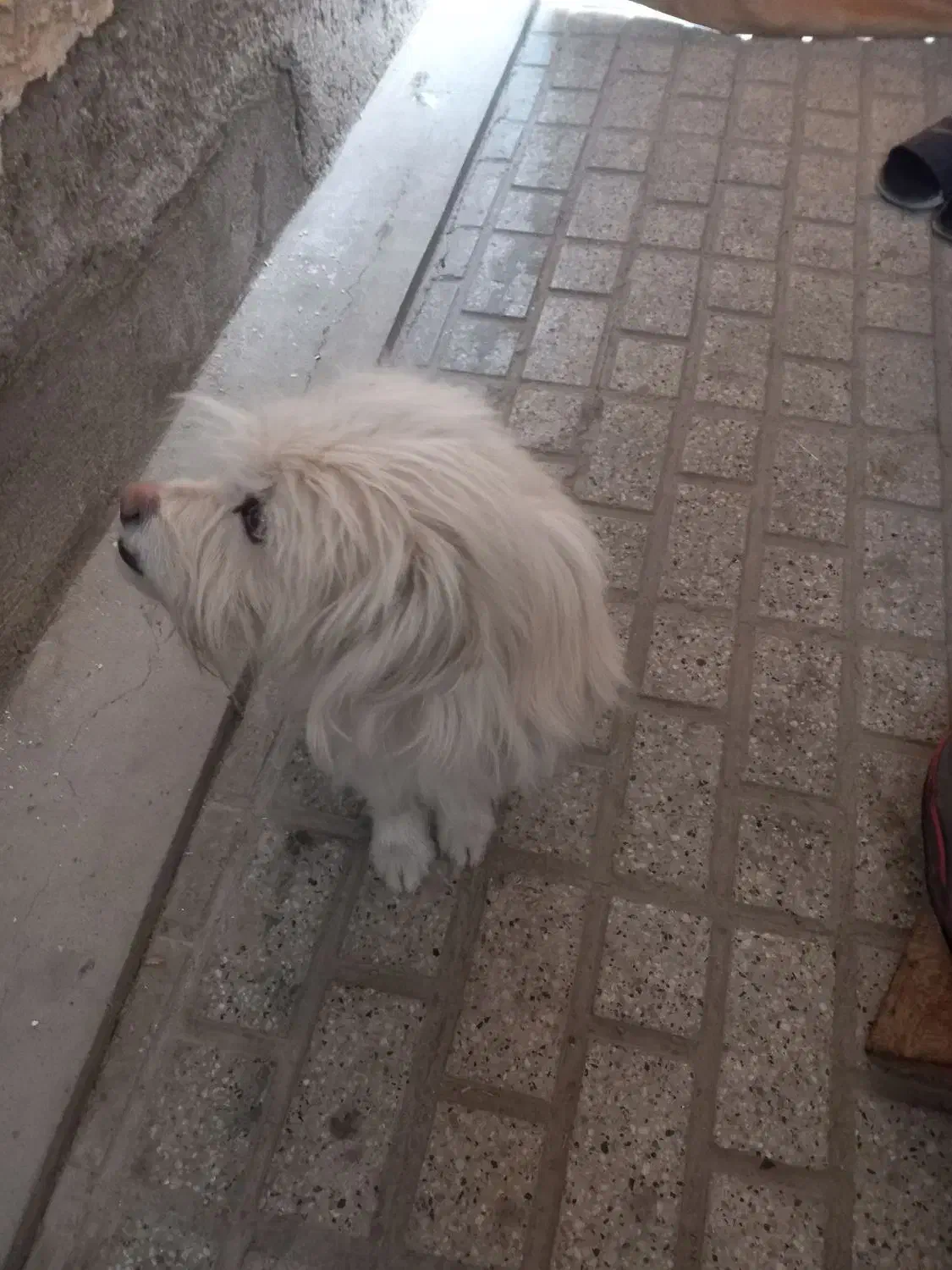 سگ پیدا شده|حیوانات|مشهد, کوثر|دیوار