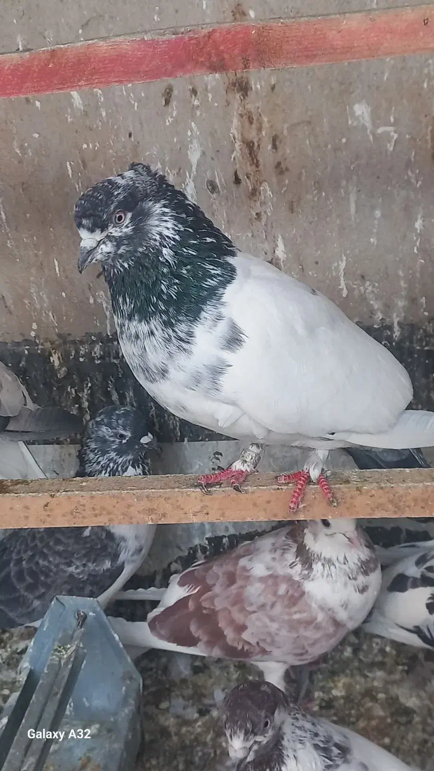 کفتر دهات|پرنده|قم, انسجام|دیوار