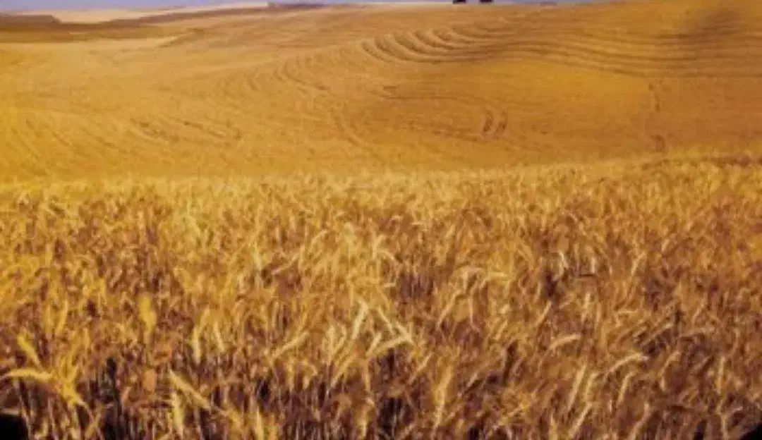 زمین کشاورزی و باغ و ویلا|فروش دفتر صنعتی، کشاورزی، تجاری|صحنه, |دیوار