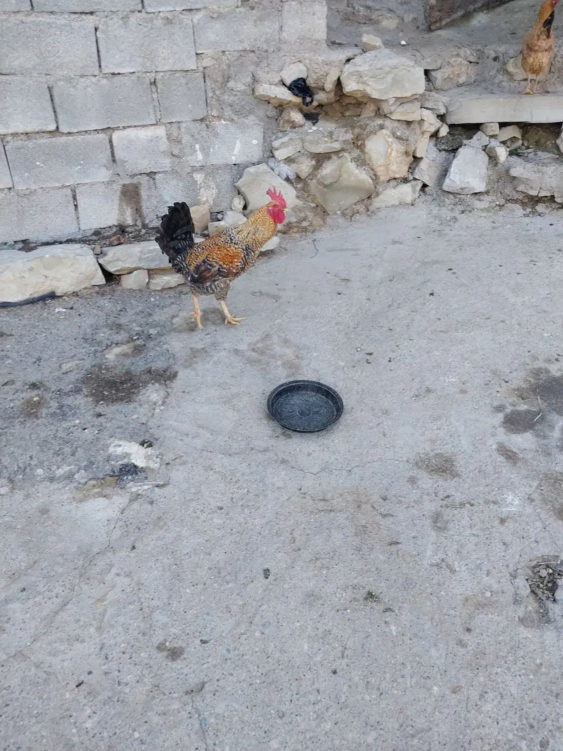 خروس|حیوانات مزرعه|مسجد سلیمان, |دیوار