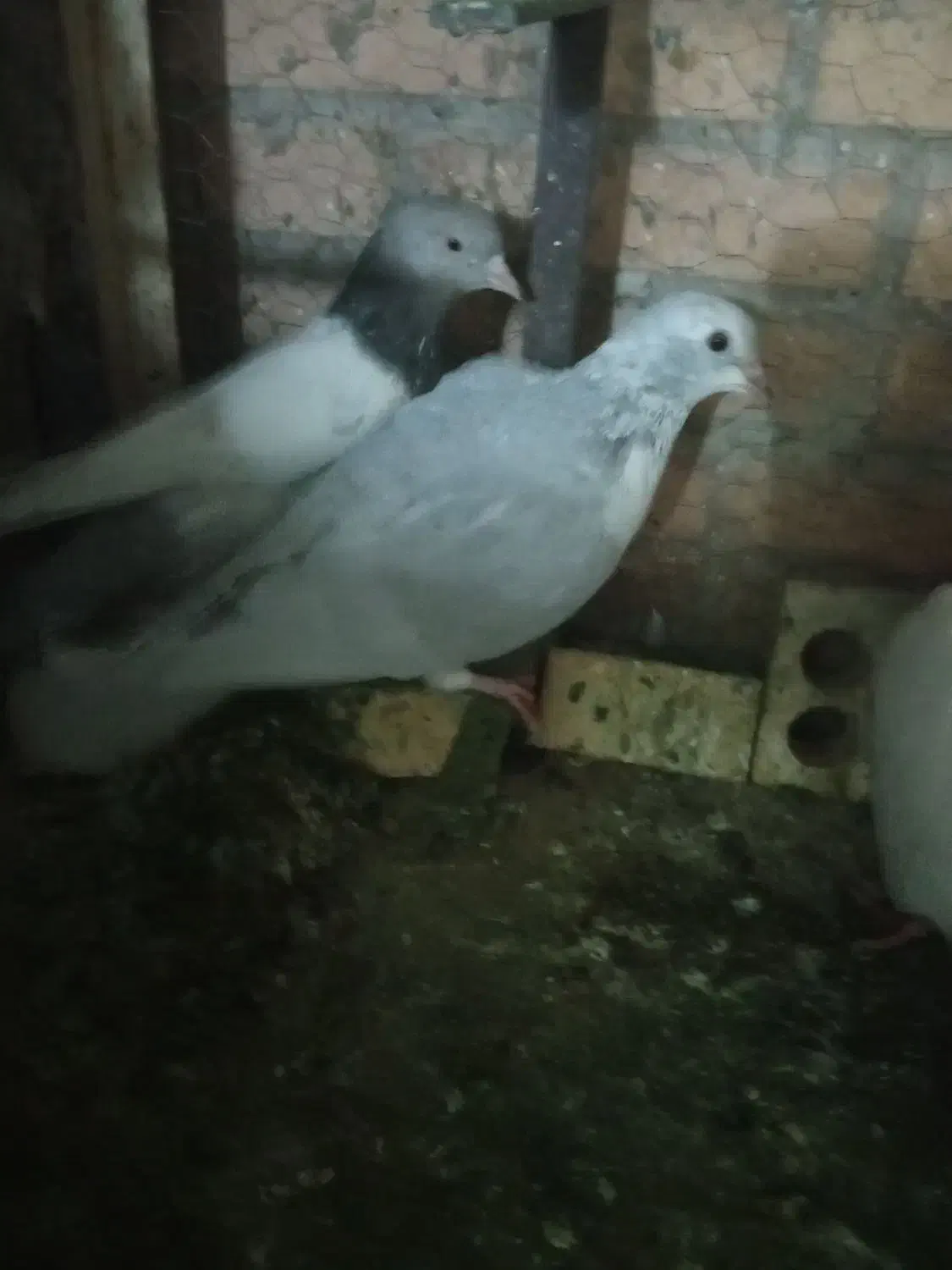 فروش کفتر|پرنده|شیراز, تندگویان|دیوار