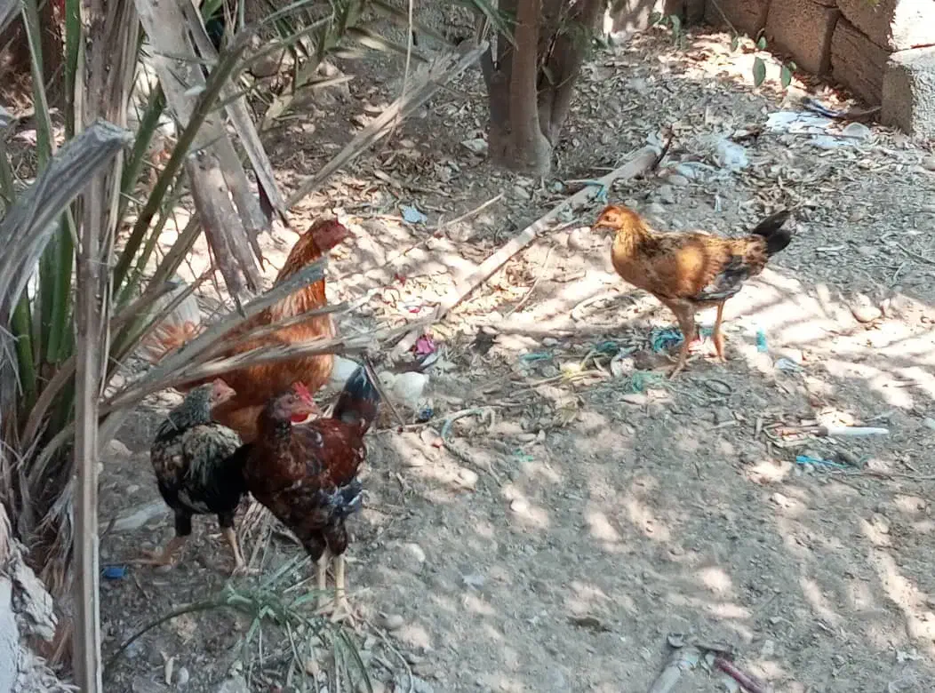 مرغ وخروس محلی|حیوانات مزرعه|ریگ, |دیوار