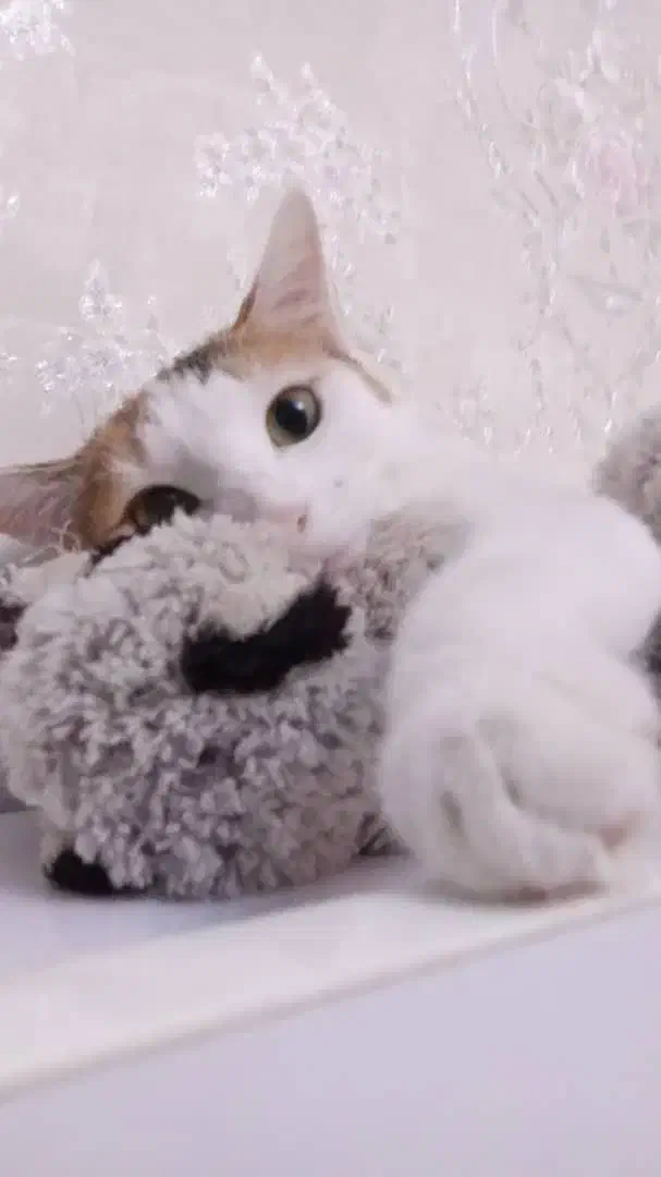 واگذاری رایگان گربه ماده|گربه|کرج, شهرک یاس شمالی|دیوار