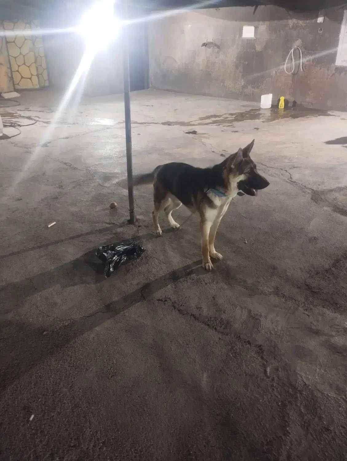 ژرمن نر یکسالونیم|سگ|سمنان, |دیوار