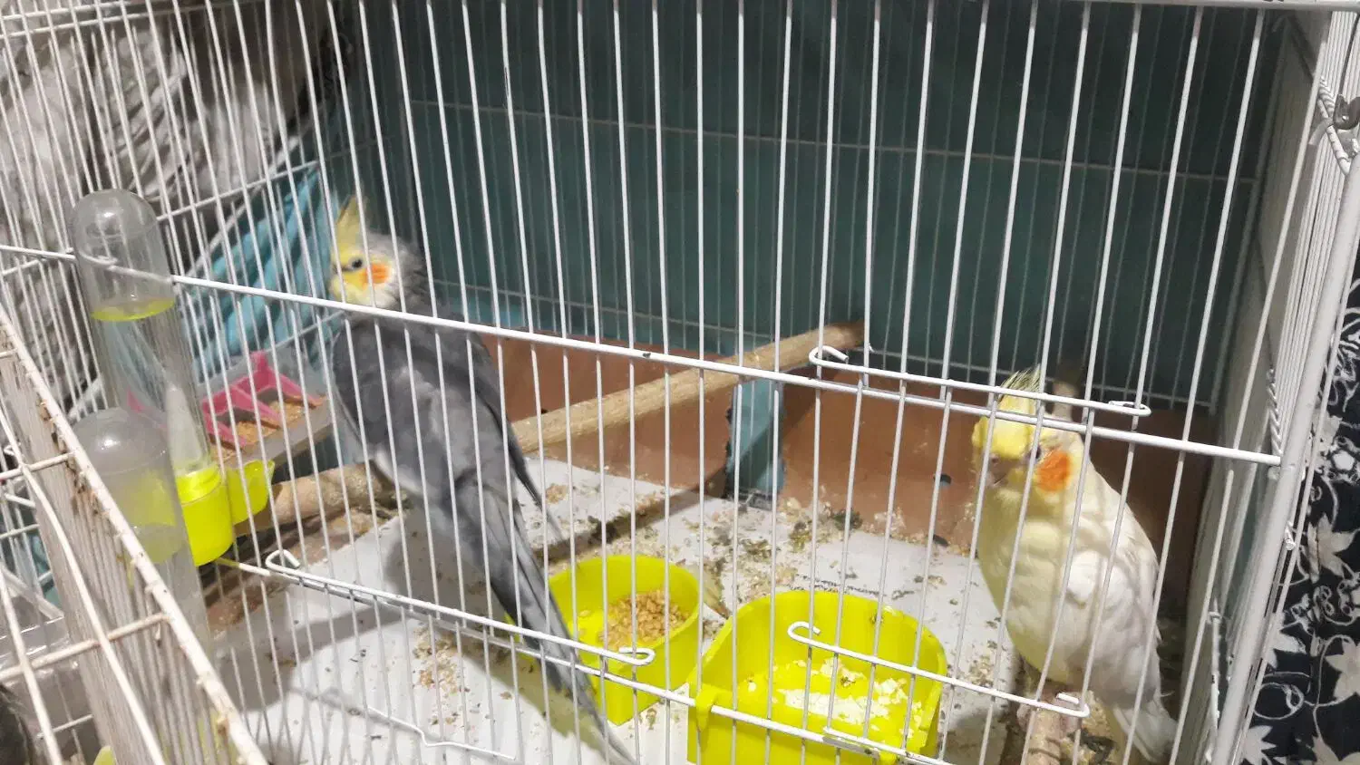 یک جفت عروس هلندی مولد|پرنده|مشهد, ایثار|دیوار