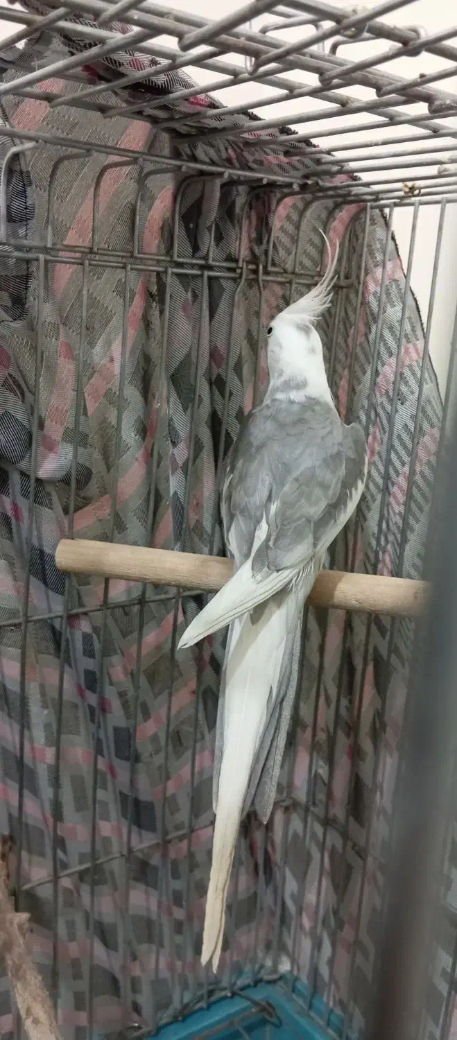 عروس هلندی ابلغ البینو|پرنده|هرسین, |دیوار