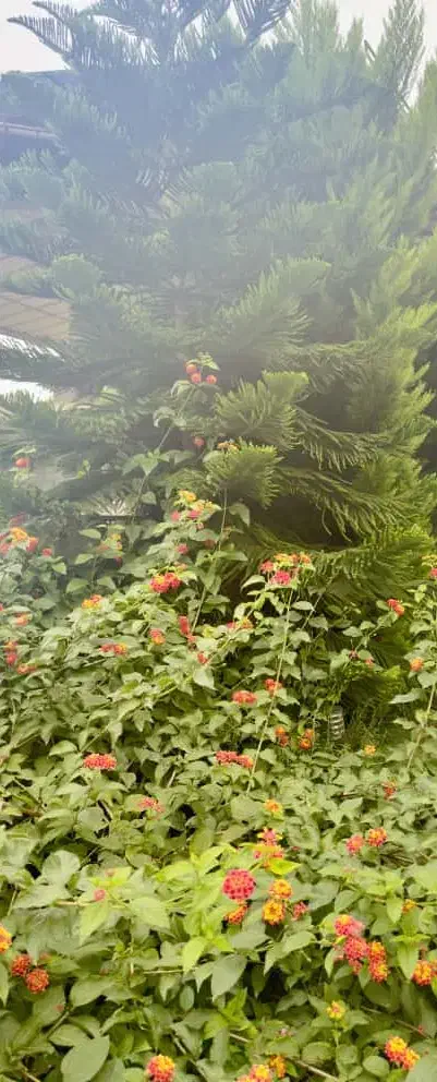 اجاره خانه ویلایی|اجارهٔ کوتاه‌مدت ویلا و باغ|املش, |دیوار