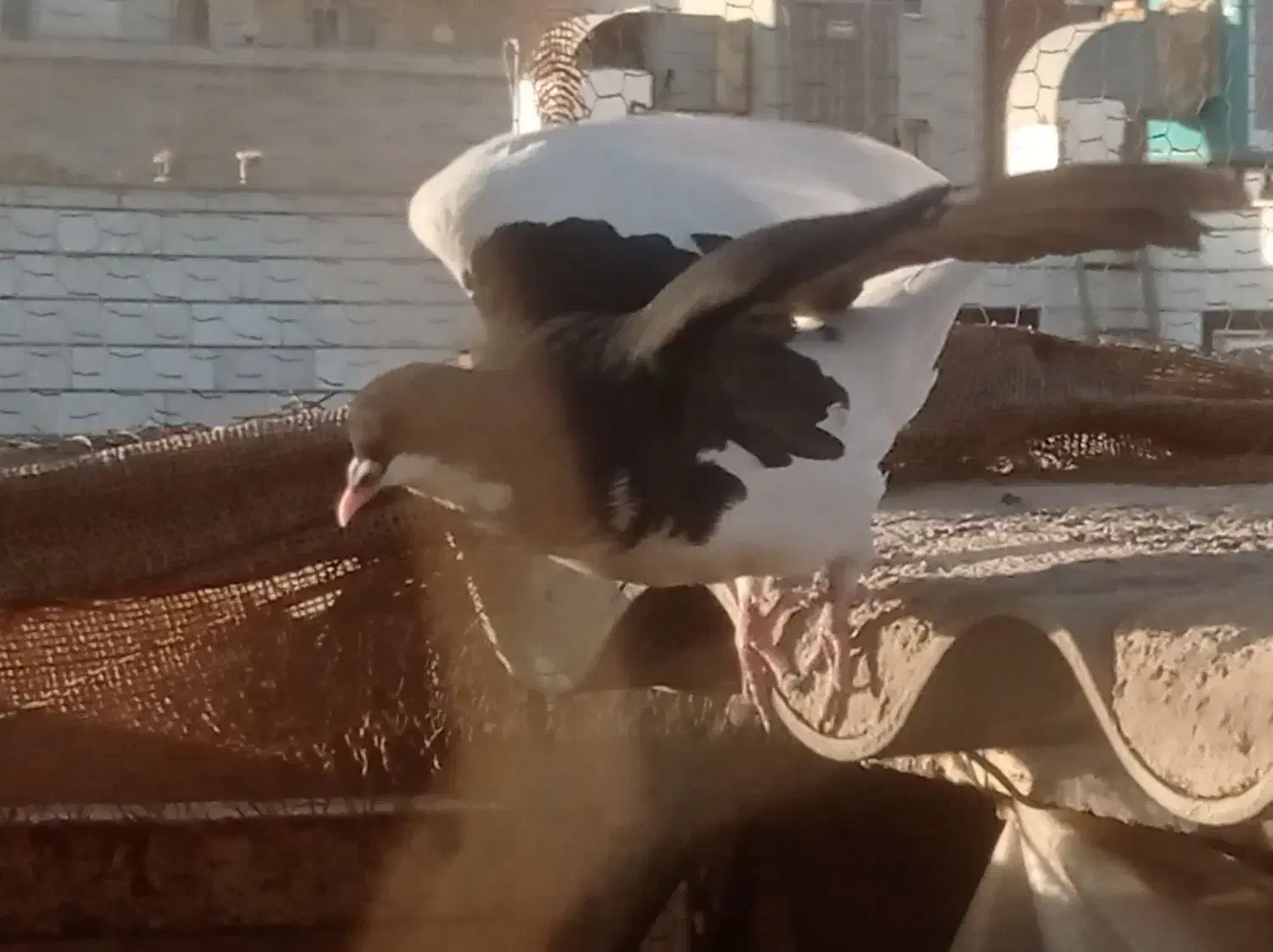 سه تا سیاهپوش بی عیب حراج|پرنده|اقبالیه, |دیوار