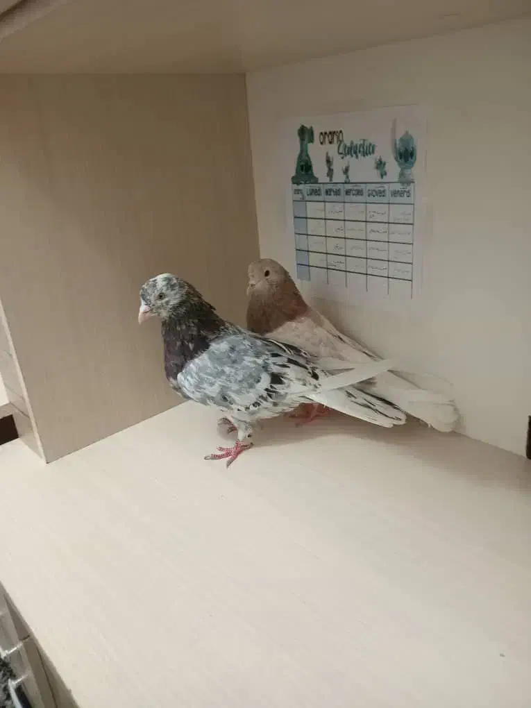 یه جفت کفتر سرور هوای به شرط|پرنده|محمدشهر, محمدشهر|دیوار