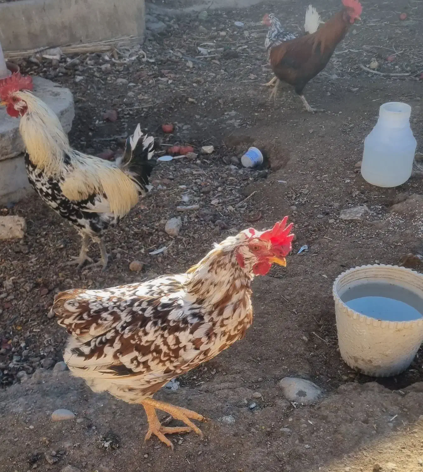 خروس گلین|حیوانات مزرعه|دهاقان, |دیوار