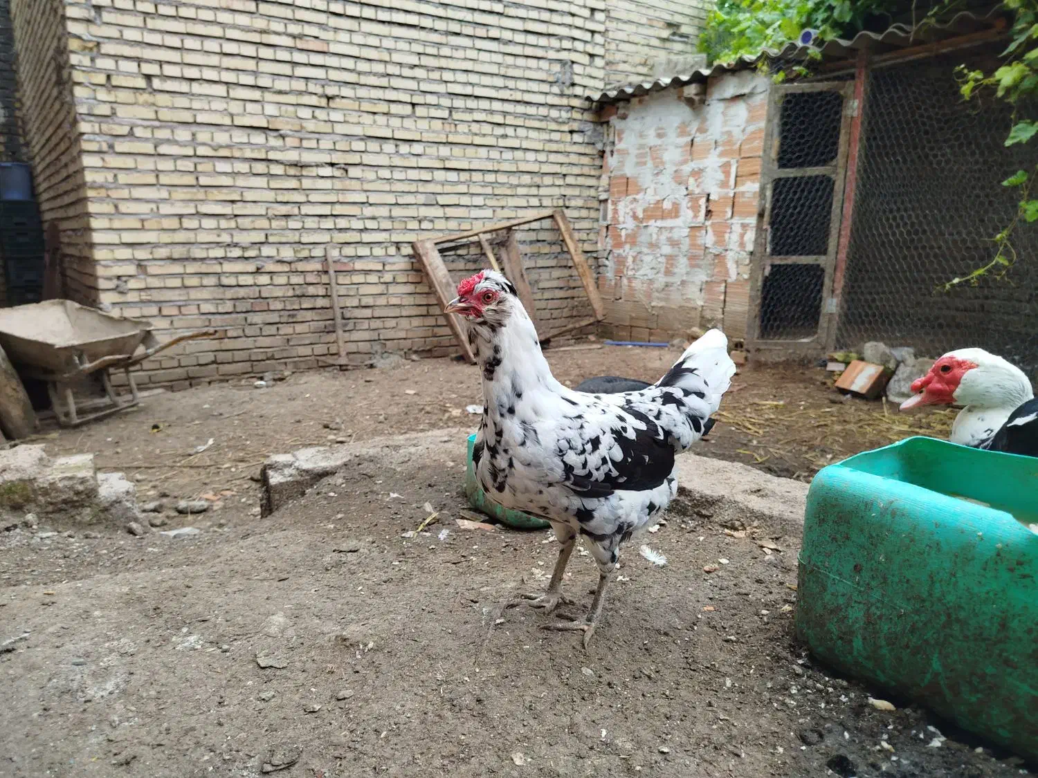 مرغ گلین|حیوانات مزرعه|خان ببین, |دیوار