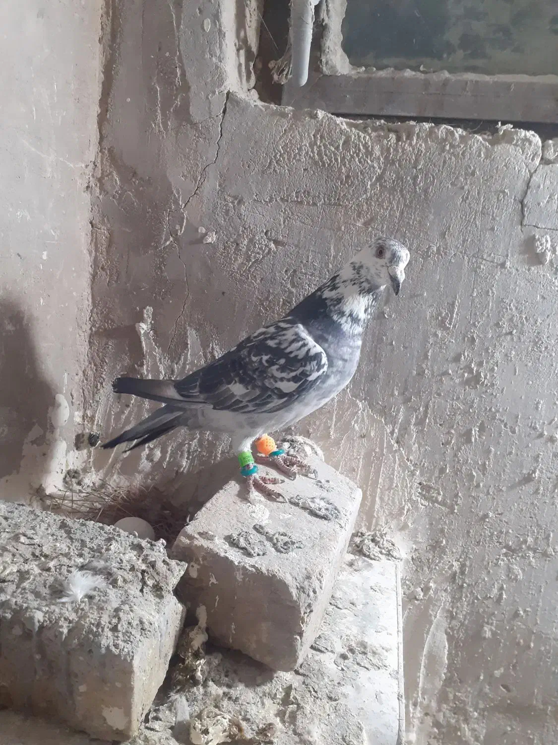 کبوتر|پرنده|چناران, |دیوار