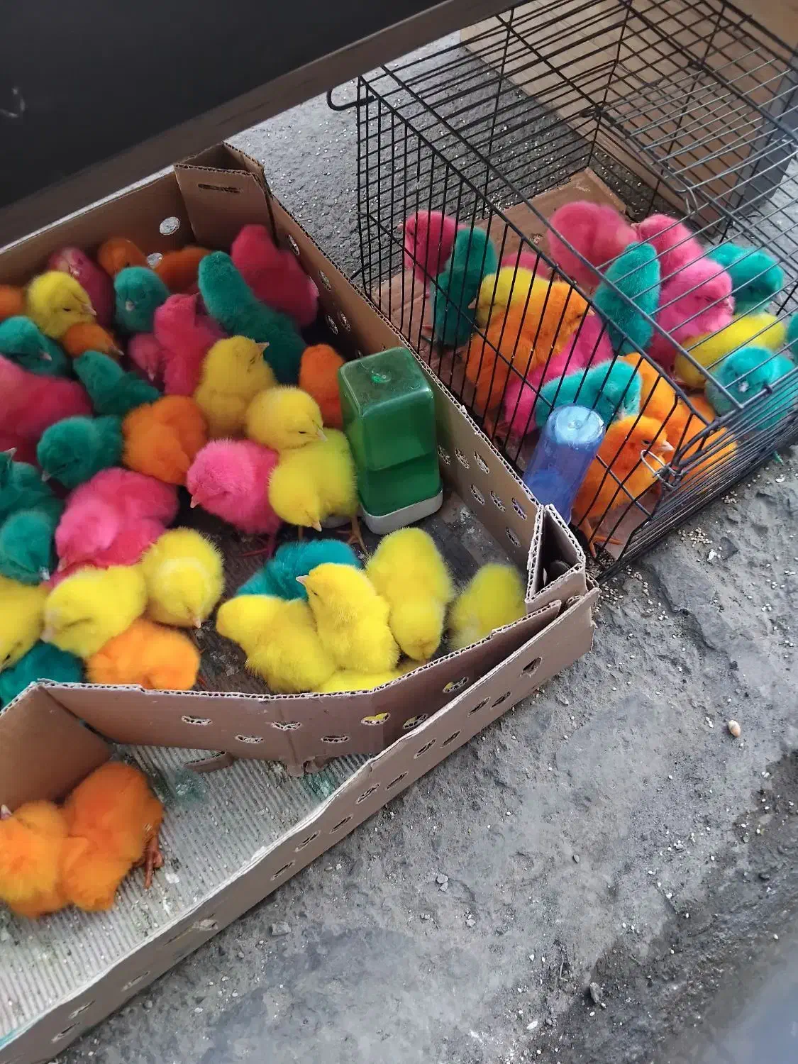 جوجه|حیوانات|قم, نیروگاه|دیوار