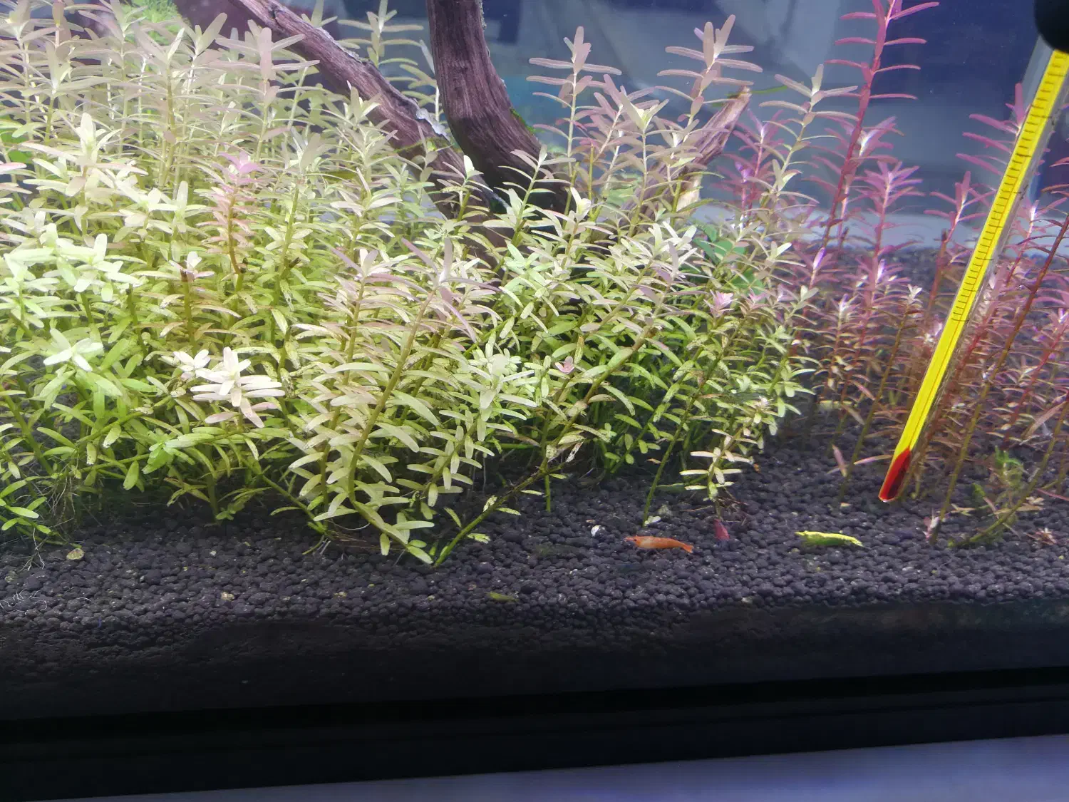 آکواریوم|ماهی|شیراز, عادل آباد|دیوار