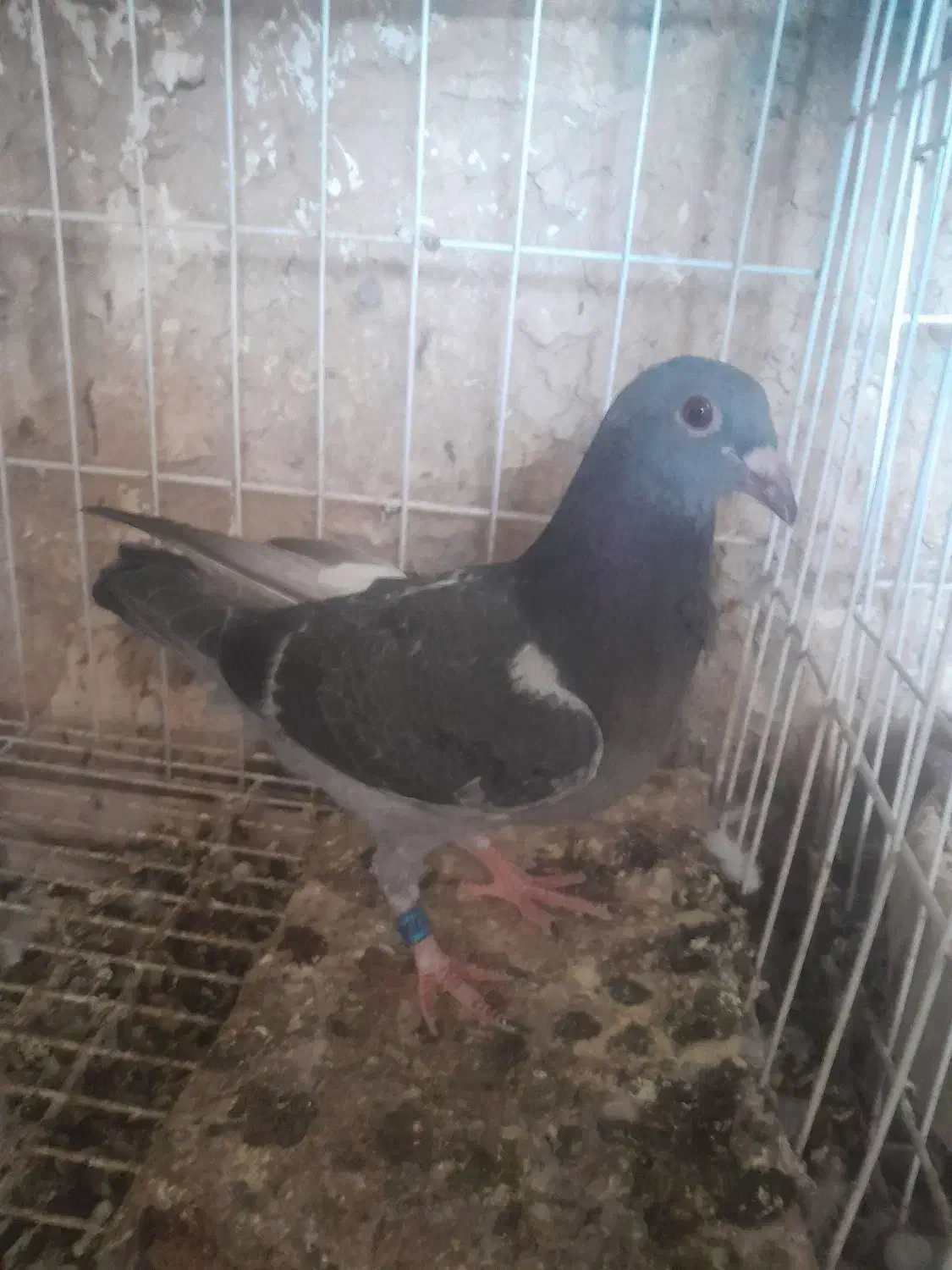 کبوتر|حیوانات|اهواز, اهواز|دیوار