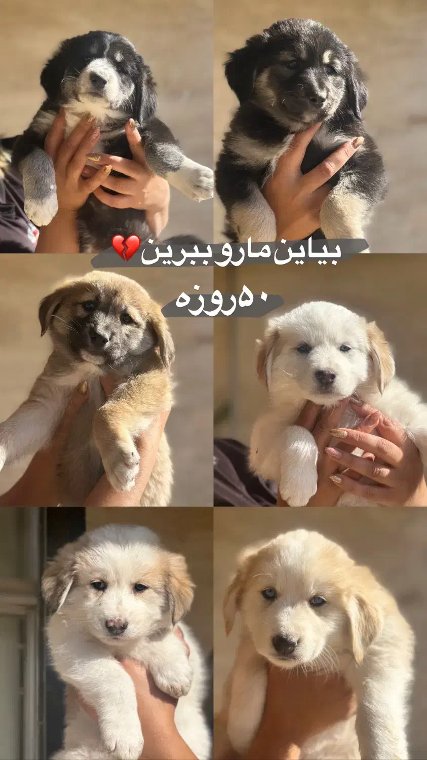 واگذاری سگ|سگ|بجنورد, |دیوار