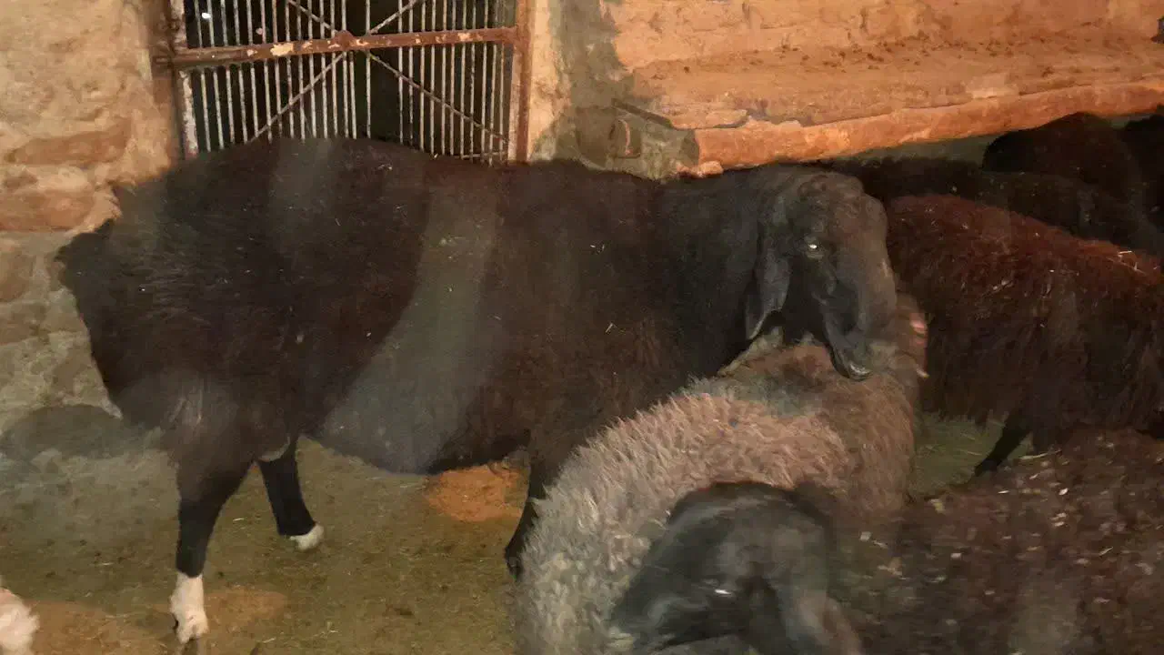 شیشک قوچ دورگ چینی|حیوانات مزرعه|آشتیان, |دیوار