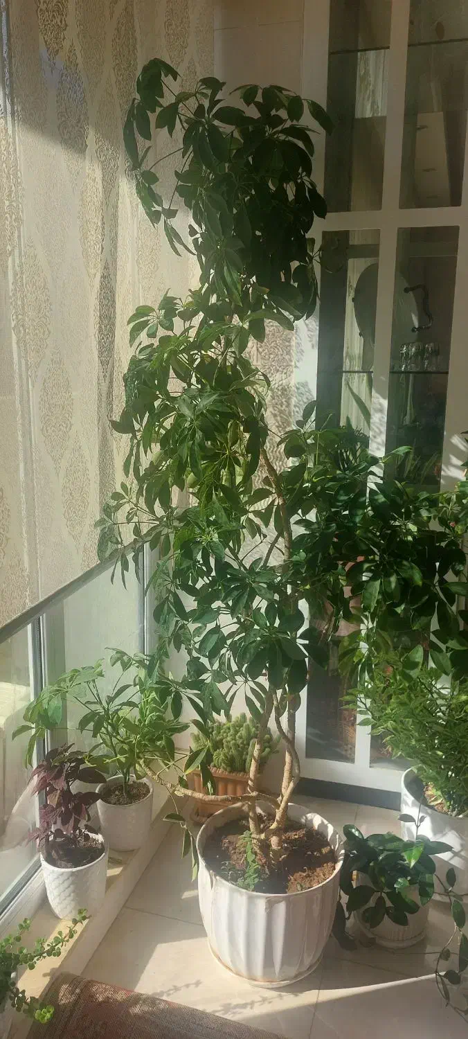 گل بزرگ شفلرا (در تبریز)|گل و گیاه طبیعی|صوفیان, |دیوار