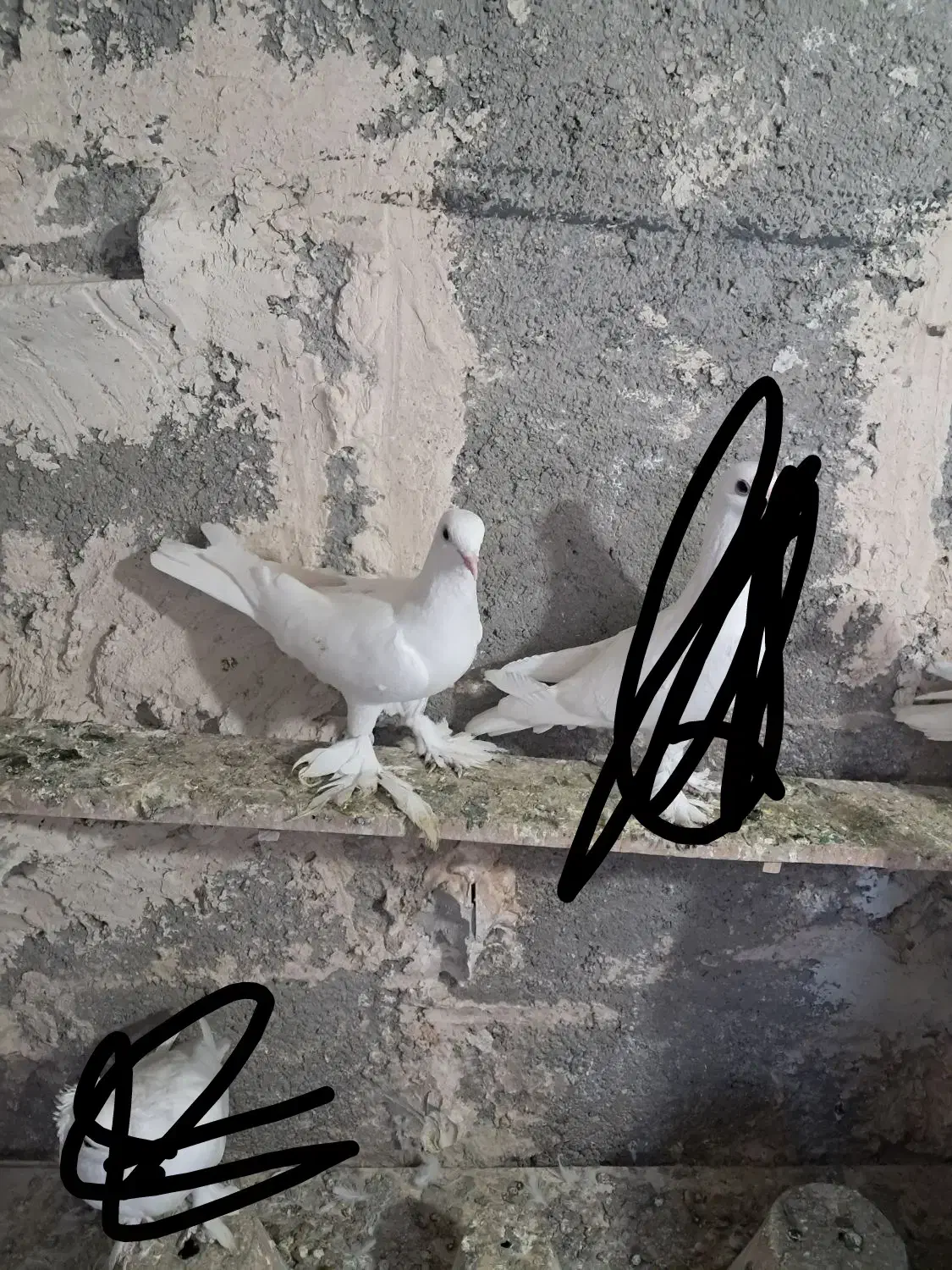 کبوتر گمشده|حیوانات|تبریز, |دیوار