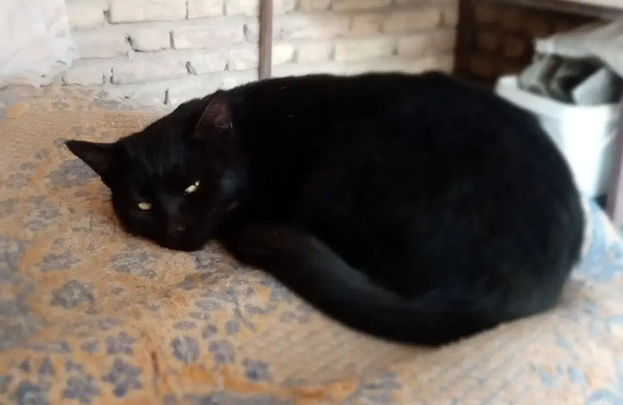 واگذاری گربه ای بالغ به همراه هفت بچه|گربه|شهرکرد, |دیوار