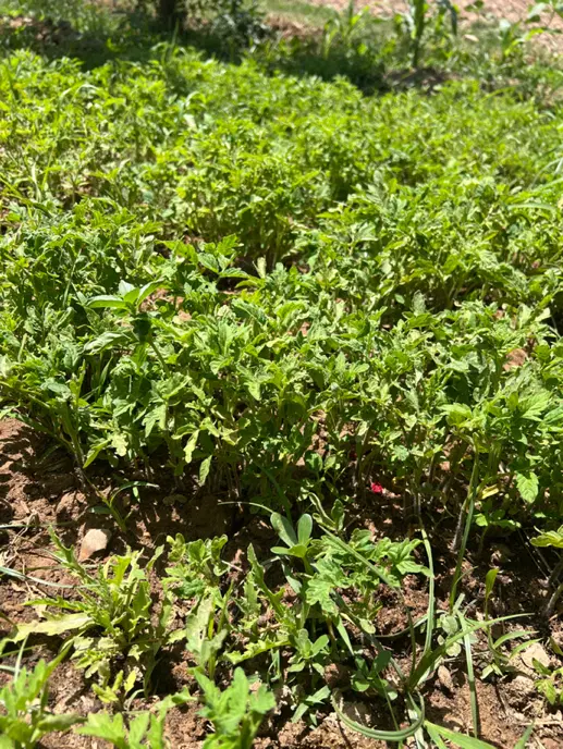 نشا گوجه|گل و گیاه طبیعی|مهدی شهر, |دیوار