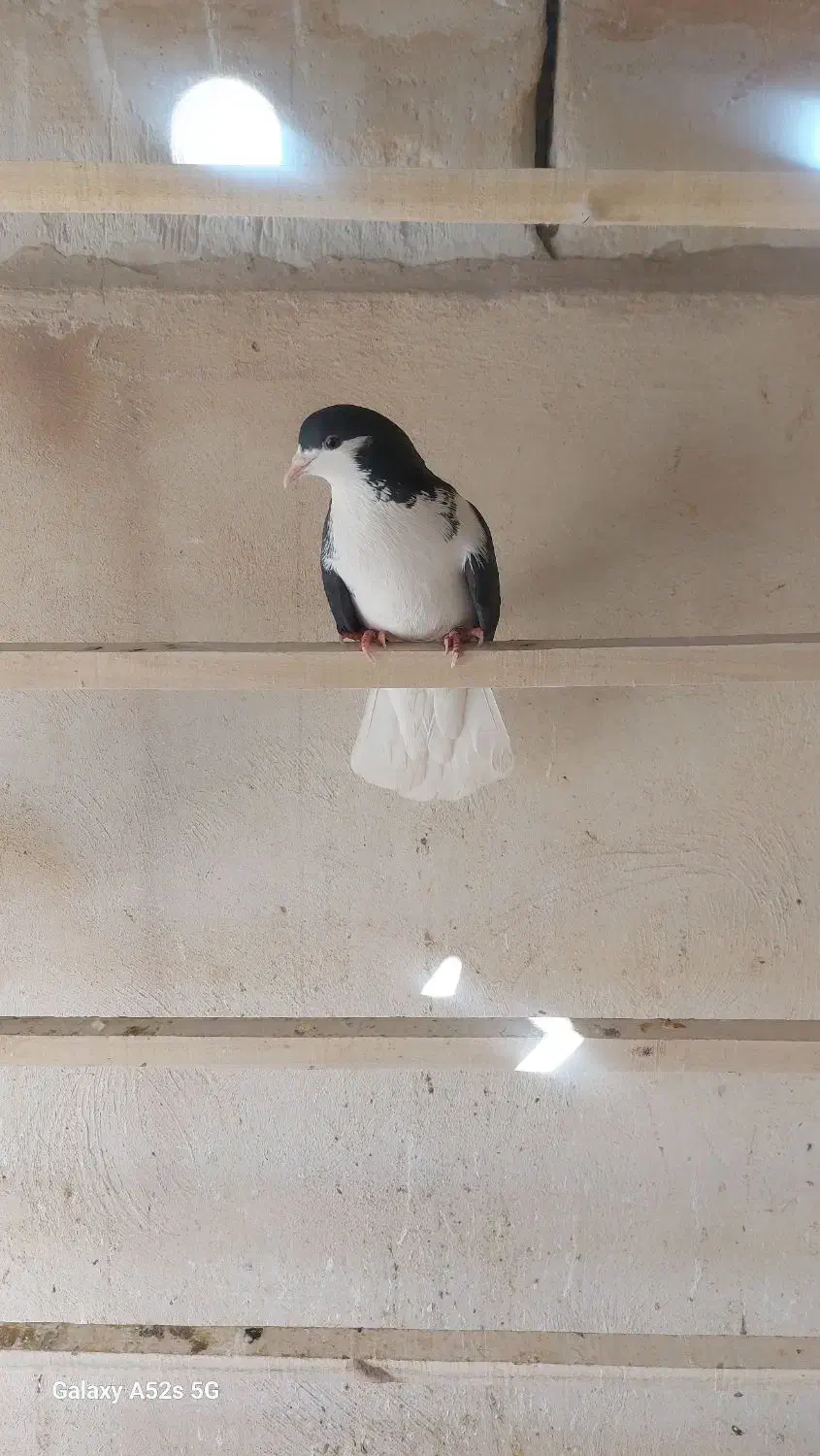 ماده پلاس|پرنده|قم, انسجام|دیوار