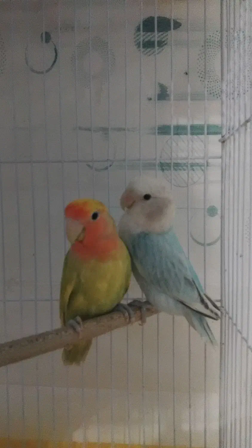 طوطی برزیلی بالغ و جوجه مرغ عشق مولد با تخم و جوجه|پرنده|رشت, حمیدیان|دیوار