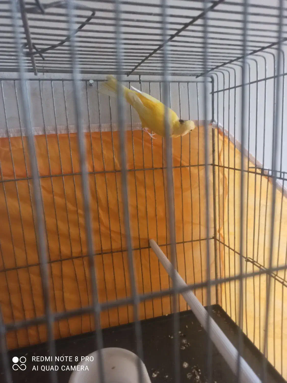 قناری|پرنده|اصفهان, سرتاوه|دیوار