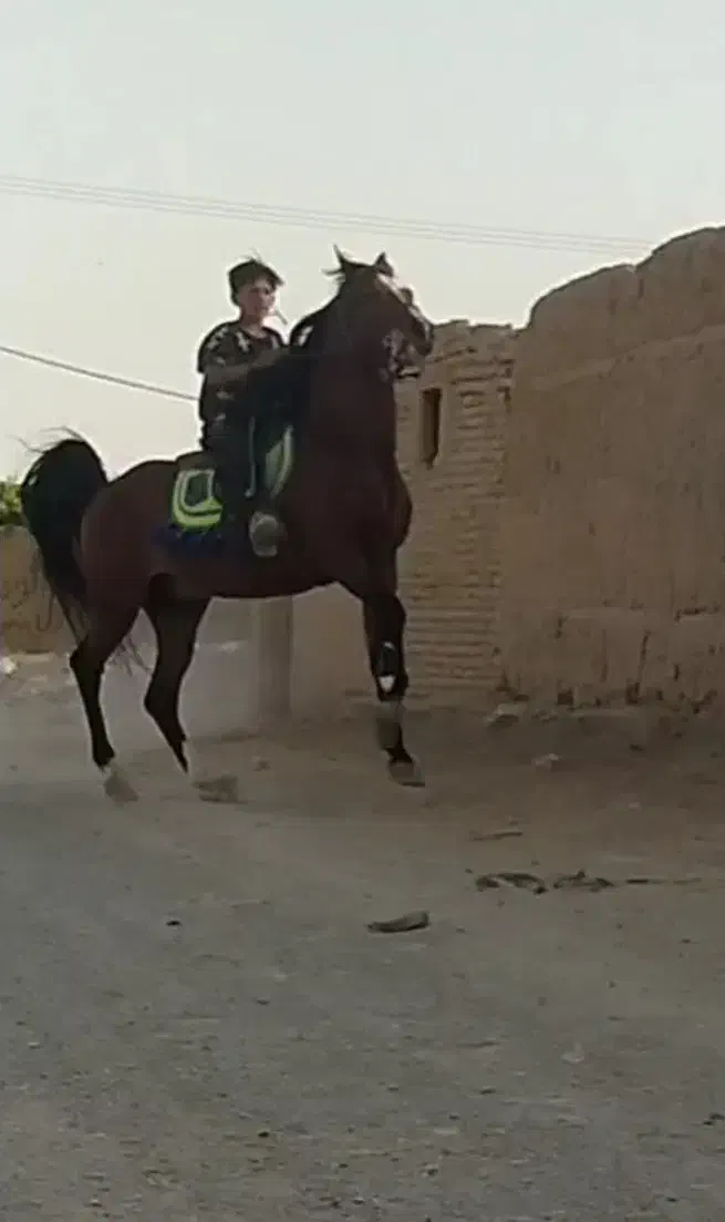 اسب|اسب و تجهیزات اسبسواری|برخوار, |دیوار