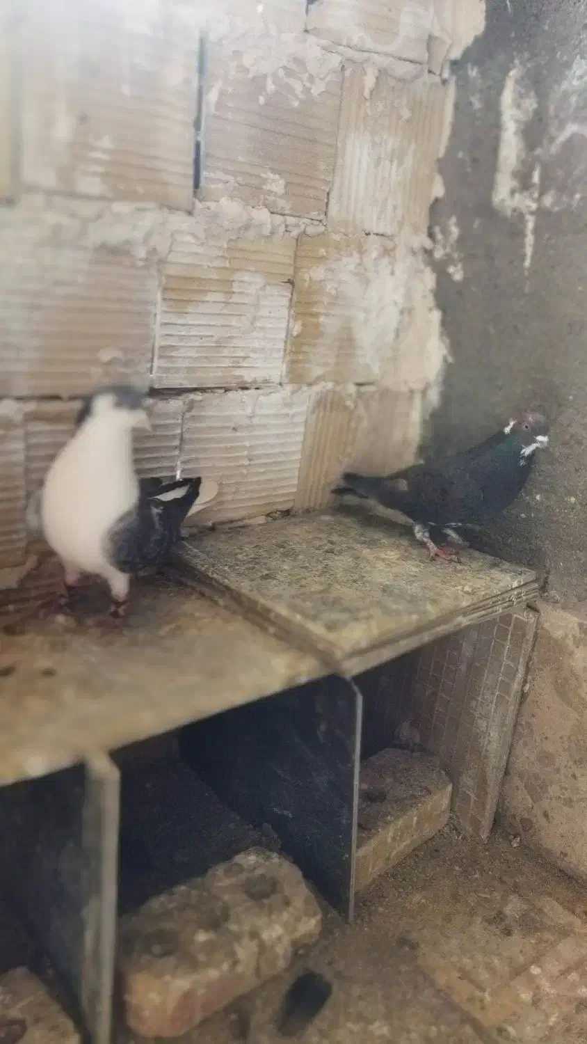 کفتر|پرنده|تربت‌حیدریه, قائم|دیوار