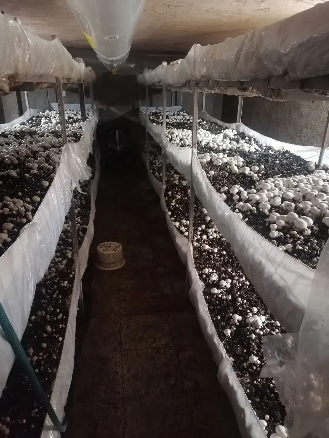 تجهیزات سالن قارچ|ابزارآلات|اسفراین, |دیوار