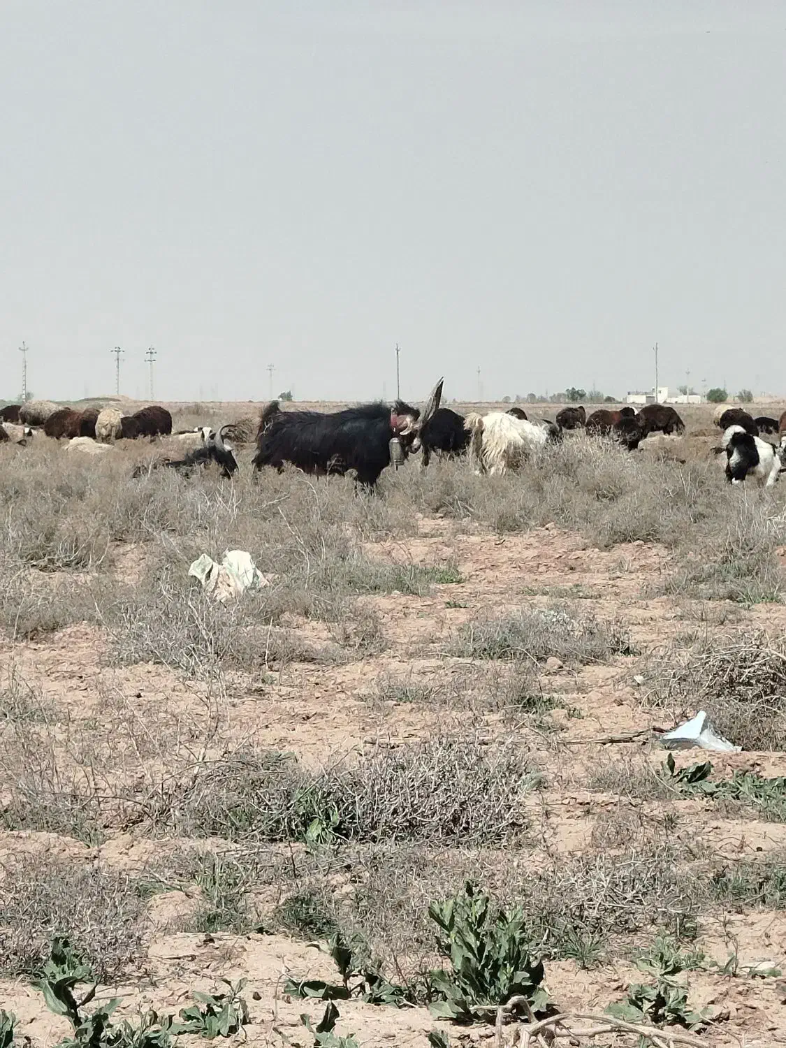 نربز|حیوانات مزرعه|تهران, جی|دیوار