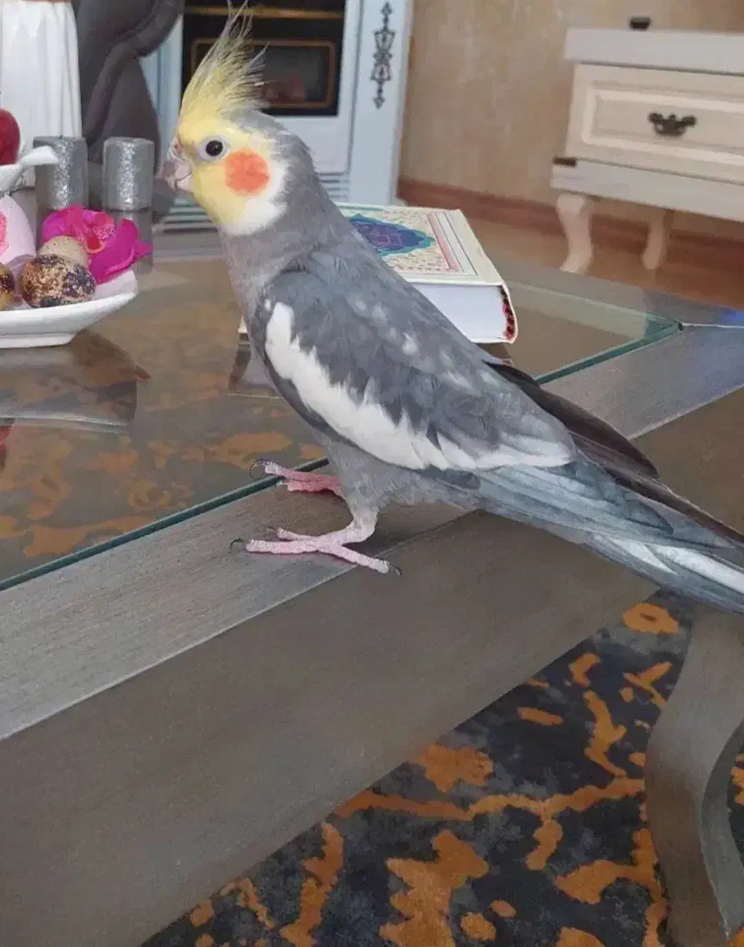 عروس هلندی سیامون بالغ ۶تا|پرنده|مشهد, شهرک لشکر (شهرک غرب)|دیوار