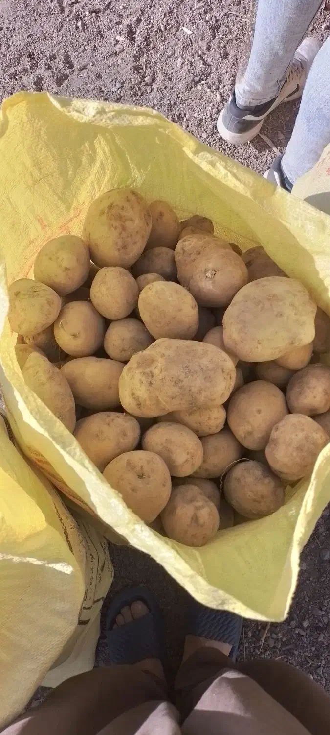 سیب زمینی|خوردنی و آشامیدنی|فریمان, |دیوار