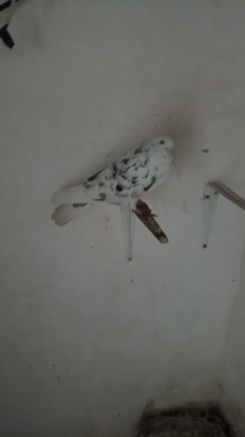 کبوتر|پرنده|رباطکریم, رباطکریم|دیوار