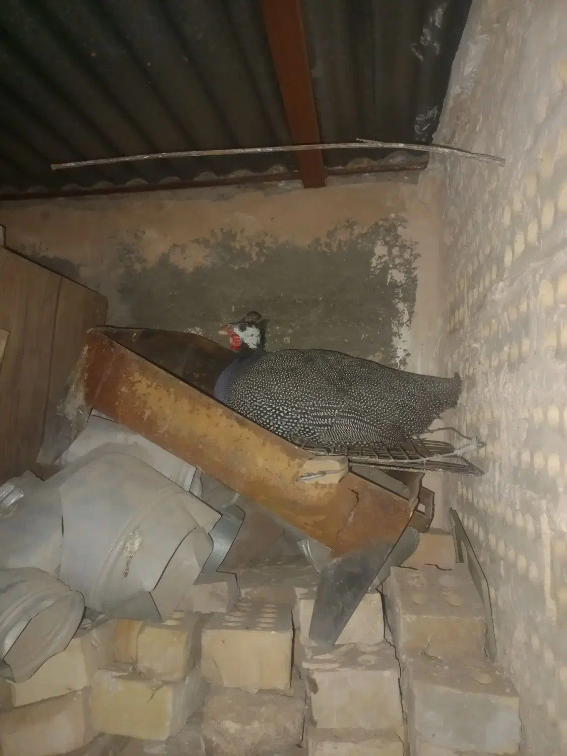 خروس آمریکایی گمشده|حیوانات|مشهد, کوی دروی|دیوار