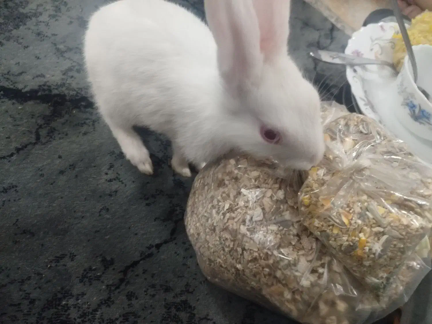 خرگوش|موش و خرگوش|یزد, |دیوار