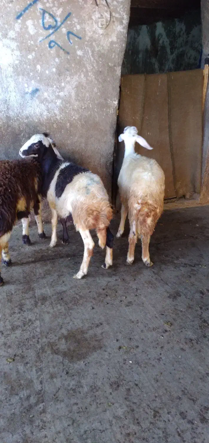 ۳تابره نر تخمی|حیوانات مزرعه|شیروان (لرستان), |دیوار