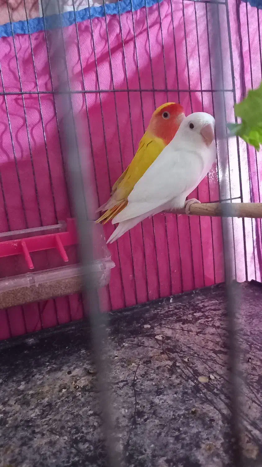 برزیلی جفت|پرنده|رشت, پاره بیجار|دیوار