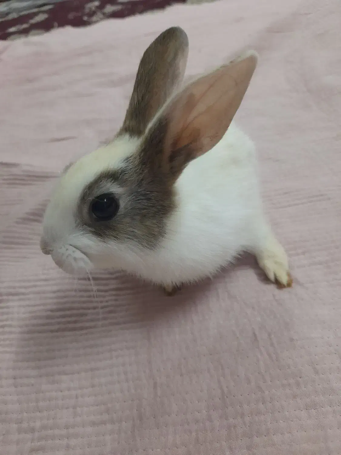 خرگوش ناز پشمالو|موش و خرگوش|رشت, حمیدیان|دیوار