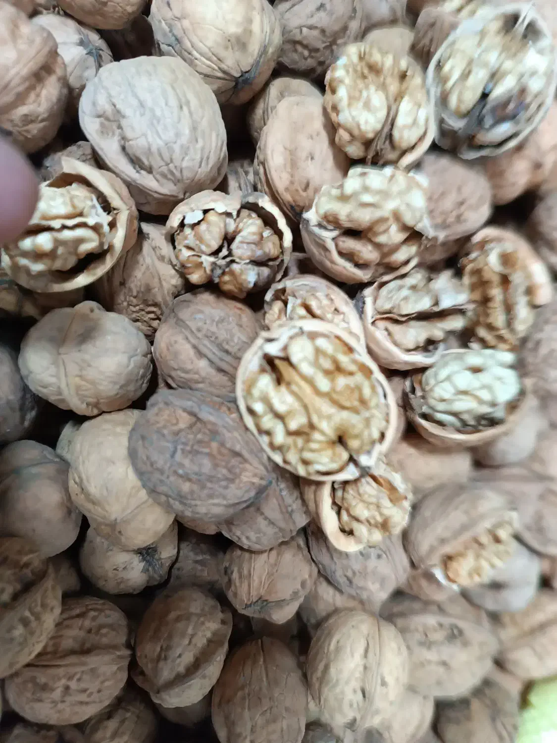 گردو درشت و سفید|خوردنی و آشامیدنی|مشهد, گلبرگ|دیوار