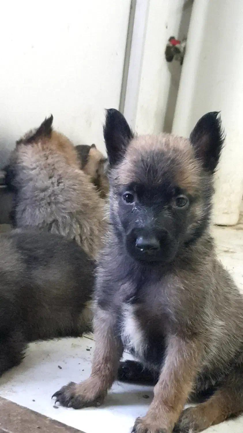 فروش مالینوز اصیل|سگ|کاشان, شهرک صنعتی کویر|دیوار