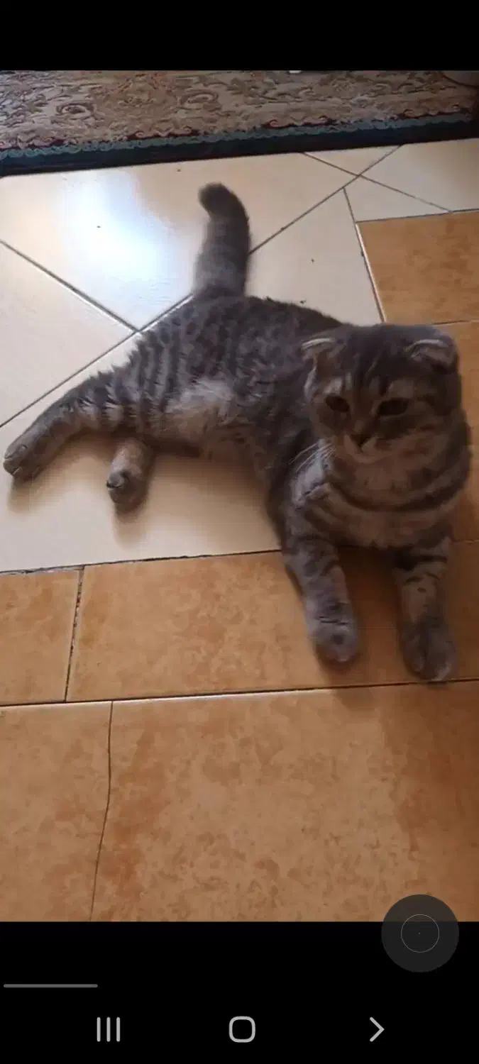 فروش گربه اسکاتیش۱۰میلیون|گربه|سمنان, |دیوار