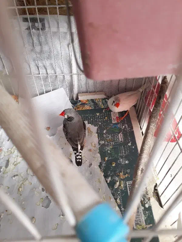 یک جفت فنچ مولد|پرنده|قزوین, |دیوار