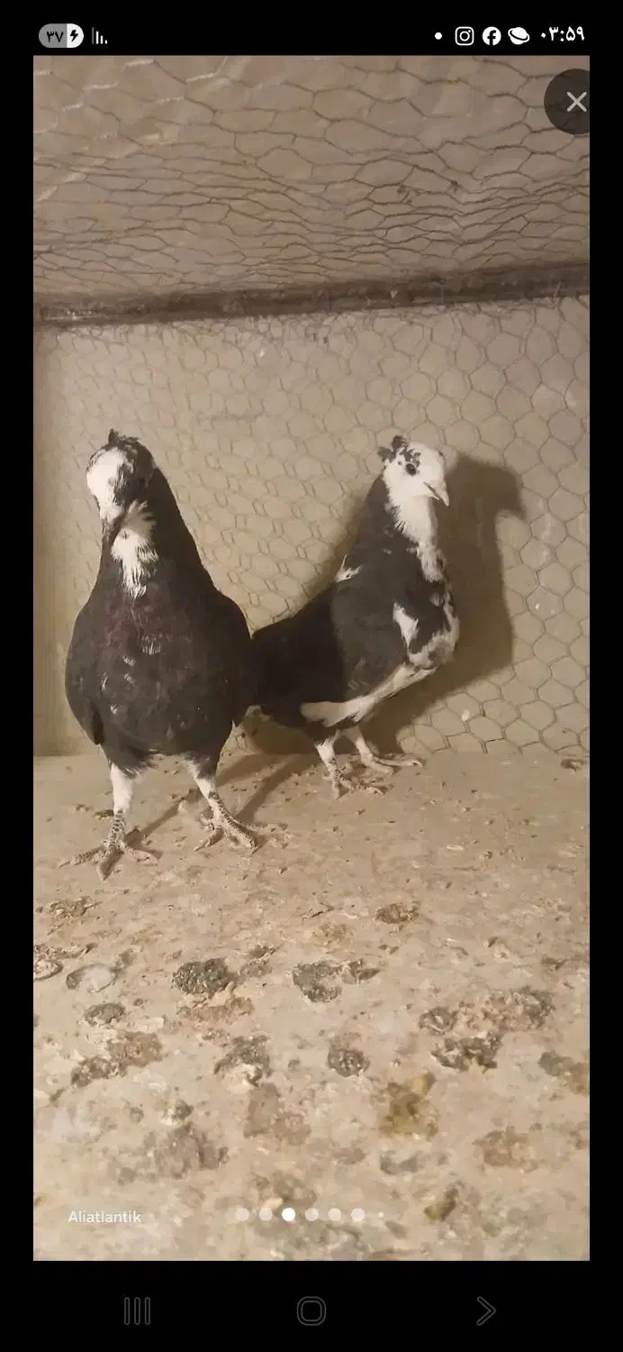 11تا کبوتر هواگرفته یجایی فروشی|پرنده|شاهرود, |دیوار